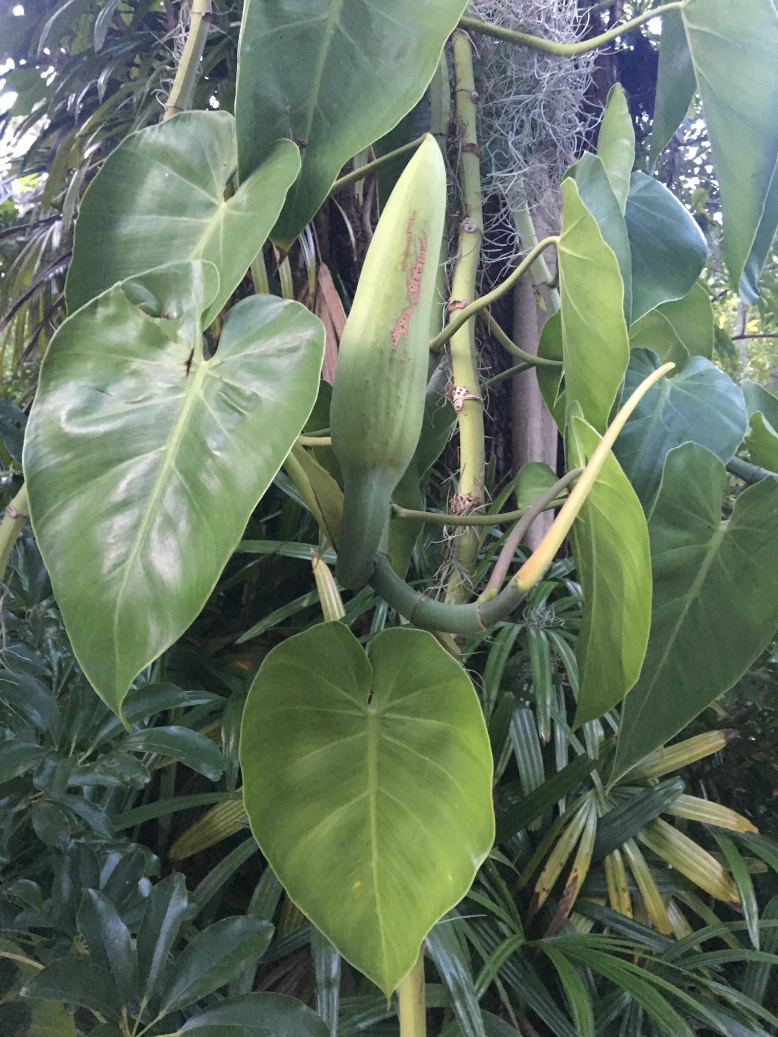 Philodendron hederaceum